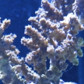 New Acro frag!
