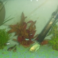 fish_tank