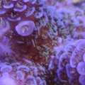 bluepurple_milli_macro_1_