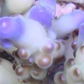 a_granulosa_macro_1_