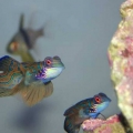 Synchiropus esplendidus