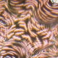 T.Derasa clam