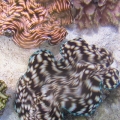 2 T.Squamosa and 1 T.Drasa clams