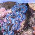 T.Maxima clam