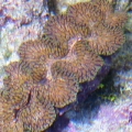 T.Maxima clam