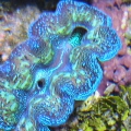 T.Crocea clam