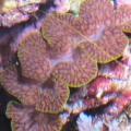 T.Maxima clam
