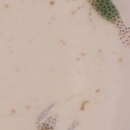 commensal shrimp clam