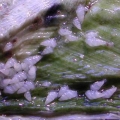 Pyramidellid snails clam