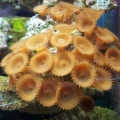 Brown Button Polyps
