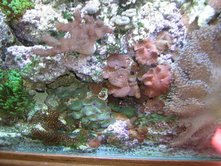 bran_mushrooms_2030