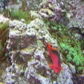 hawk fish with bubble anenomes