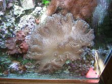 leather coral