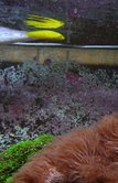 yellow wrasse