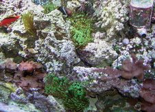 bubble anenomes