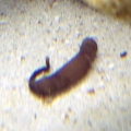Worm #1