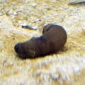 Worm #3