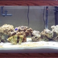 75 gallon aquarium