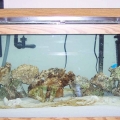Aquarium setup
