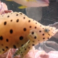 my grouper