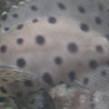 my grouper