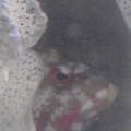 my red v-tail grouper