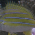 my blue striped snaper