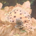 grouper