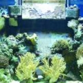 my tank