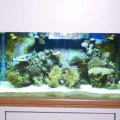 my tank
