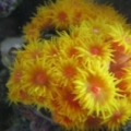 Orange Sun Coral