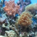 kim_s_pic_s_008
