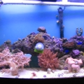 72 Bowfront reef