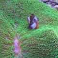 Green Carpet Anemone