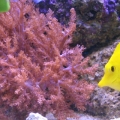 Yellow tang and Kenya Tree