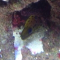 Fimbriated eel