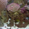 Fimbriated eel
