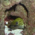 Fimbriated eel