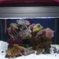 29 gal. Ocianic BioCube