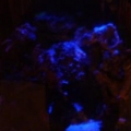 BioCube with moon lights