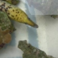 Eel during the move