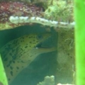 Fimriated eel