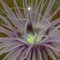 Tube anemone
