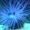 Tube anemone in itinic