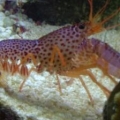 purple lobster