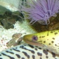 Fimbriated eel