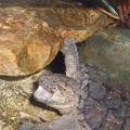 My snapping turtle