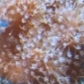 fish_tank_004