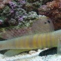 goby_009