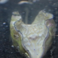 gigas_2